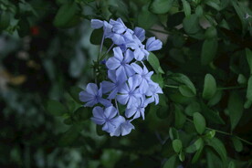 蓝雪花 