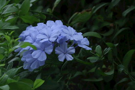 蓝雪花 