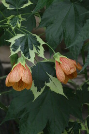 风铃花 