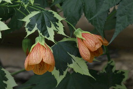 风铃花 