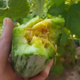羊角蜜瓜