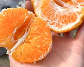 柑橘