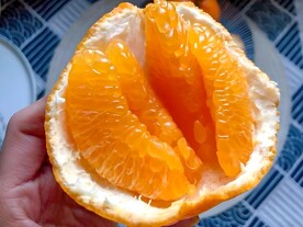 柑橘