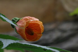 温室花草