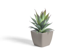 植物花盆