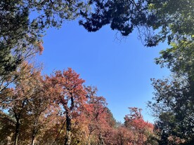 树木天空