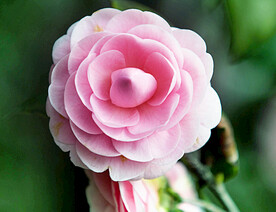 山茶花开