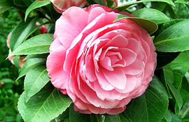 山茶花开