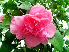 山茶花开