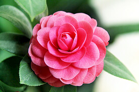 山茶花开