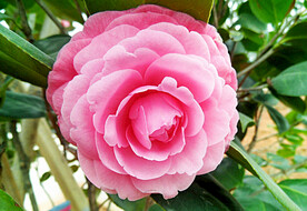 山茶花开