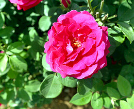 山茶花开