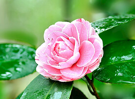 山茶花开