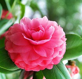 山茶花开