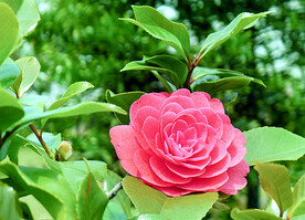 山茶花开
