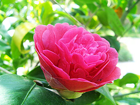 山茶花开