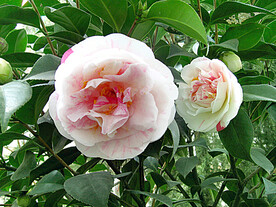 山茶花开