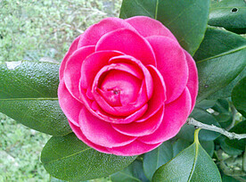 山茶花开