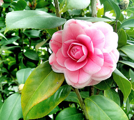 山茶花开