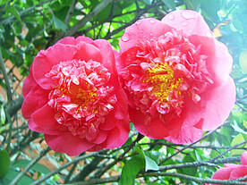 山茶花开