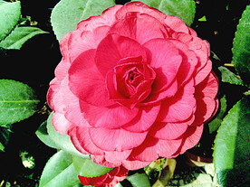 山茶花开
