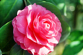 山茶花开