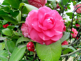 山茶花开