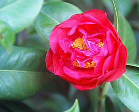 山茶花开