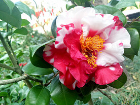 山茶花开
