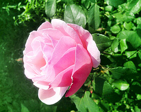 山茶花开