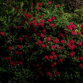 杜娟花