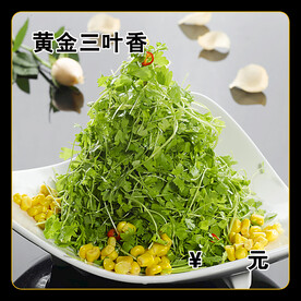 黄金三叶香