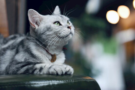 虎斑猫