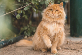 橘猫