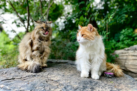 小猫