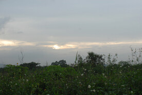 郊野草地