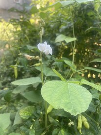 豆花