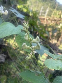 花卉植物