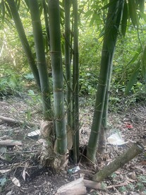 青叶竹子