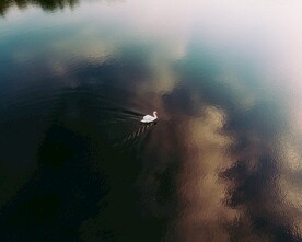 天鹅