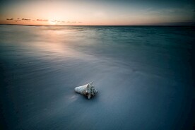 海滩上的海螺