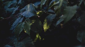 叶子素材