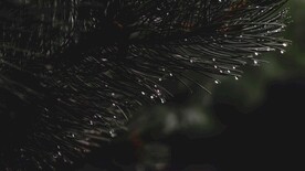 挂着水珠的松枝