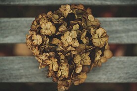 绣球花干