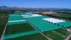 农业绿色蔬菜大棚