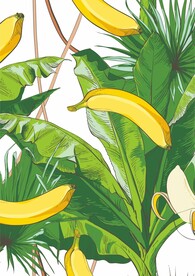 香蕉树