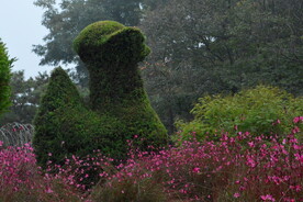 山桃草