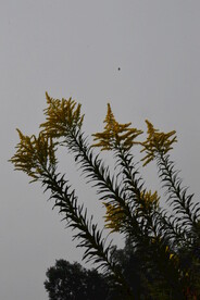 一枝黄花 