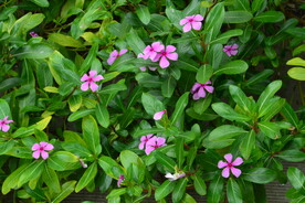 长春花