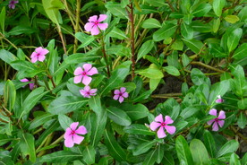 长春花 